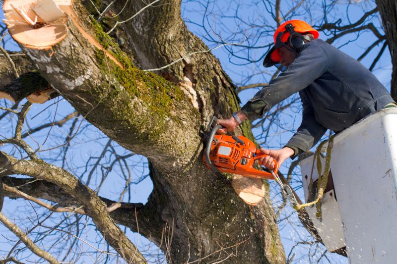 Local Oak Tree Removal pros at work