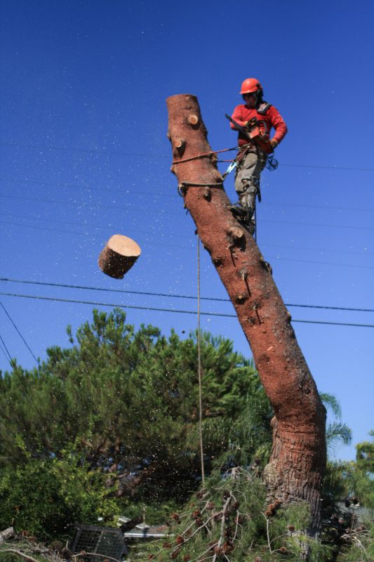 Oak Tree Removal