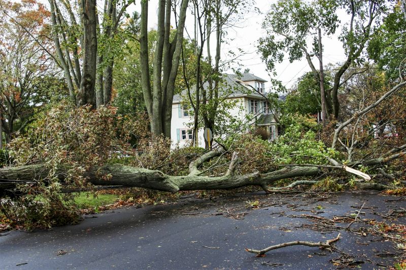 Storm-Damaged Tree Site