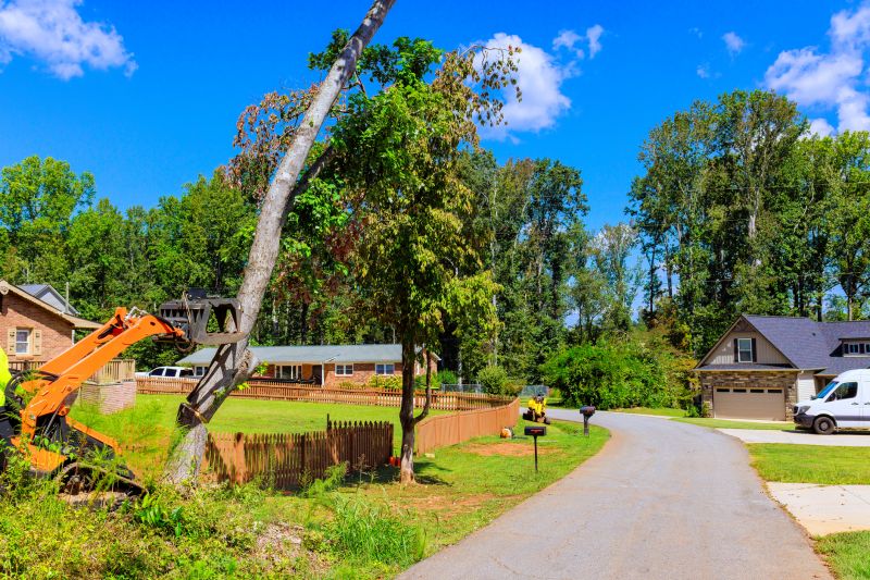 Tree Removal in Urban Area