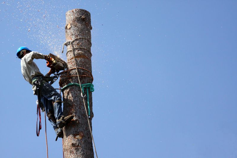 Large Tree Being Cut Up