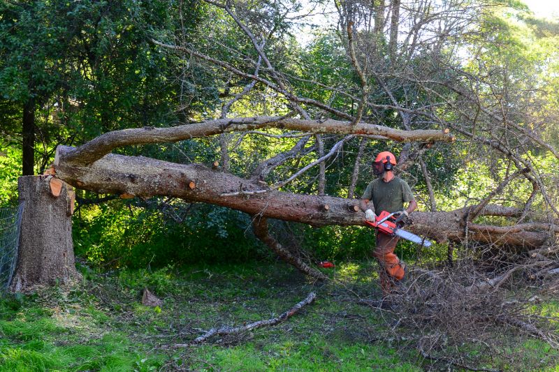 Oak Tree Removal