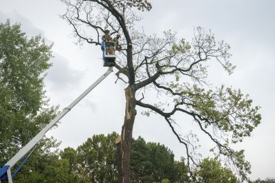 Oak Tree Removal