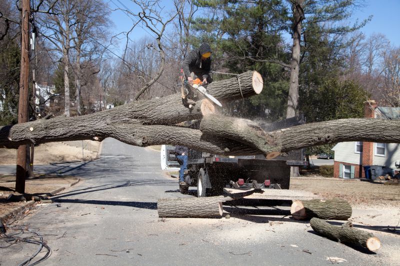 Oak Tree Removal