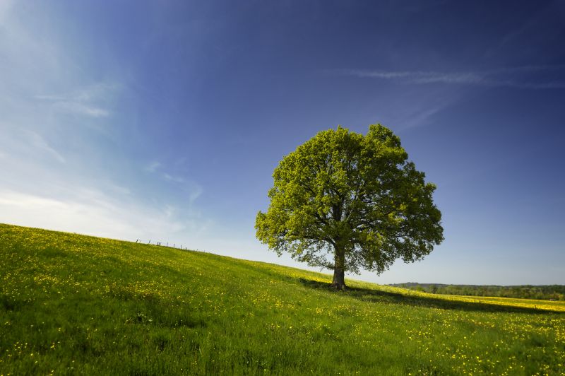 Prevents property damage from falling limbs and unstable trees.